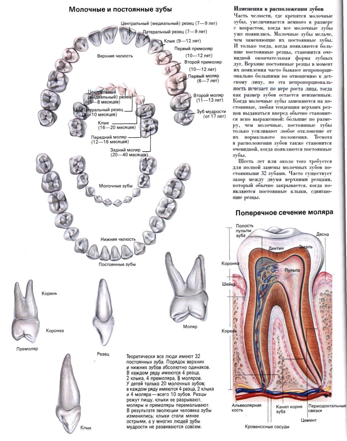 Коренной зуб в челюсти. Строение верхних коренных зубов челюсти человека. Анатомия зубов верхней и нижней челюсти.
