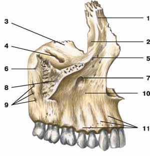 Пневматизация верхнечелюстной пазухи после удаления верхних зубов рентгенологическое исследование