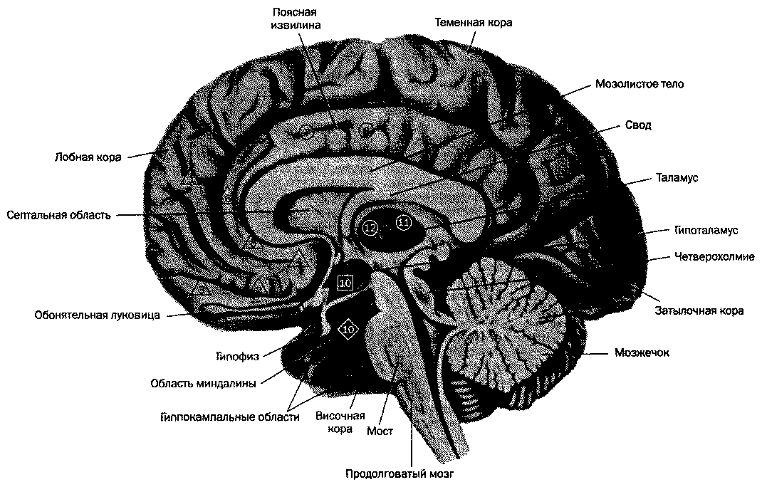 Медиальная поверхность мозга. Борозда мозолистого тела анатомия. Медиальная поверхность головного мозга схема. Мозг с подписями отделов.