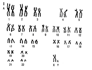 46 хромосом 1