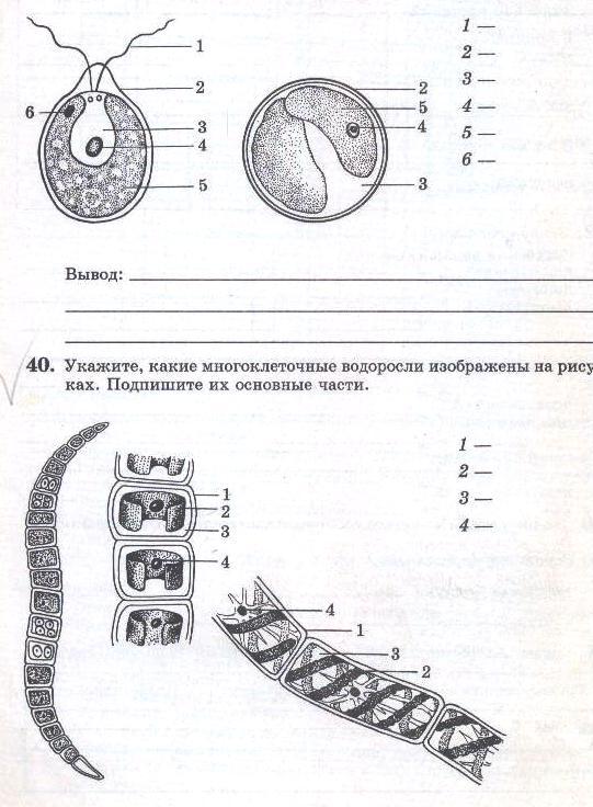 Контрольная по биологии водоросли. Многоклеточные водоросли схема. Строение многоклеточных водорослей. Схема строения водорослей 5 класс биология без подписей. Строение многоклеточных водорослей без подписей.