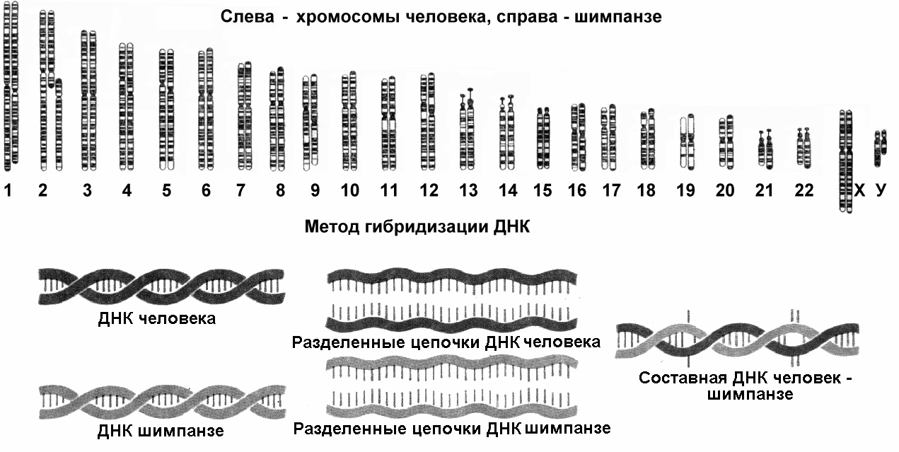 При расшифровке генома мартышки 40. Хромосомы человека. Метод гибридизации ДНК. Хромосомы человека и животных. Хромосомы человека и шимпанзе.