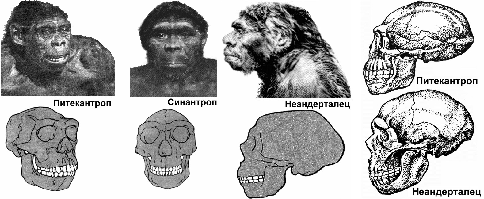 Объем мозга человека прямоходящего. Австралопитек питекантроп синантроп неандерталец кроманьонец. Строение черепа питекантропа. Человек разумный неандерталец и кроманьонец. Кроманьонцев неандертальцев синантропов питекантропов.