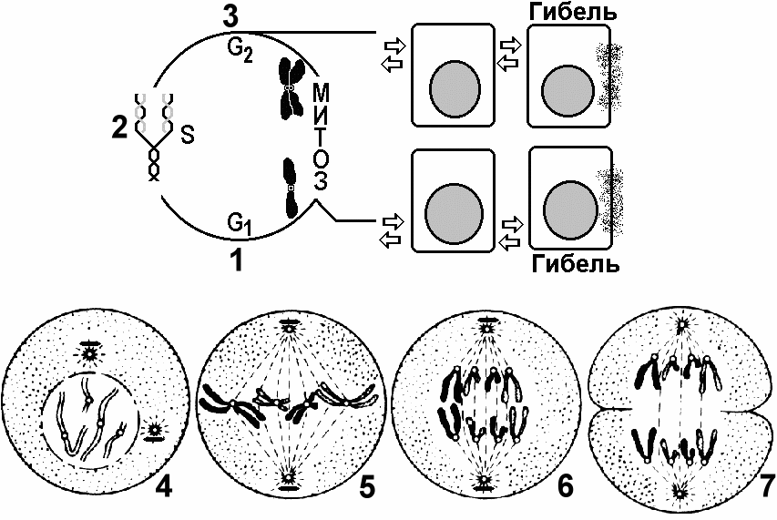 Циклы митоза. Жизненный цикл клетки набор хромосом. Митоз хромосомы. Строение хромосом в разные периоды клеточного цикла.