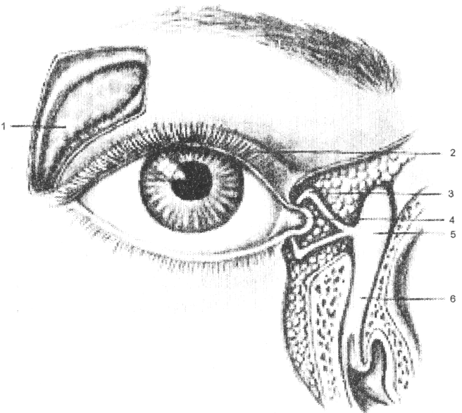 Носослезный канал открывается. Слезный аппарат анатомия. Слезный мешок , saccus LACRIMALIS.. Анатомия глаза слезный мешок. Слёзная железа анатомия.