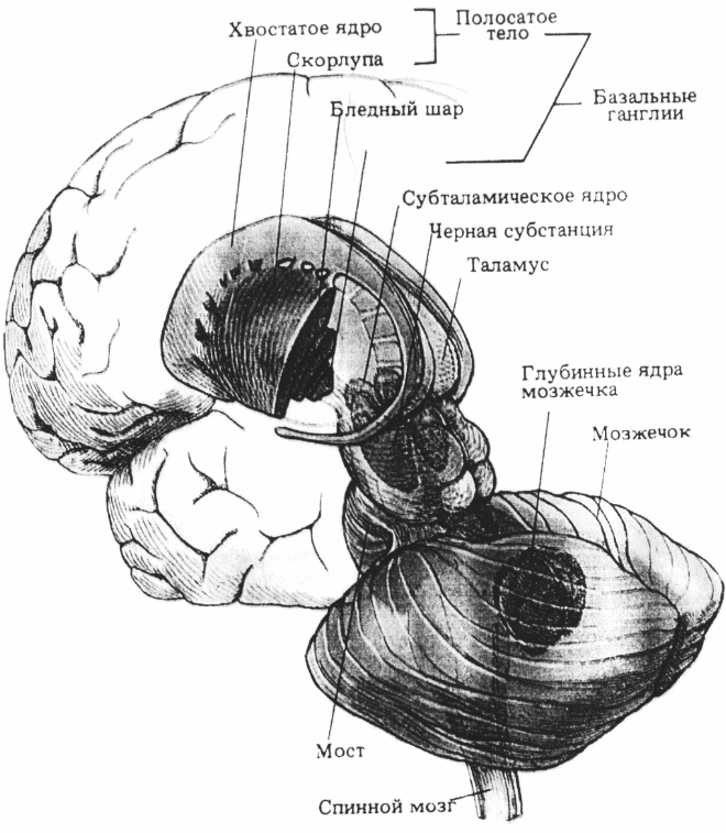Хвостатое ядро мозга. Хвостатое ядро и скорлупа (полосатое тело). Анатомия хвостатое ядро скорлупа. Бледный шар скорлупа хвостатое ядро. Скорлупа базальные ядра.