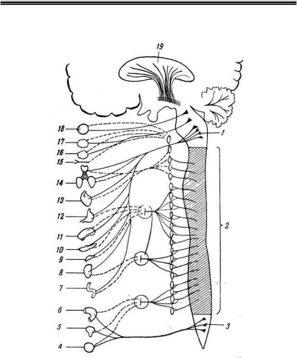 Биология 8 класс автономный отдел нервной системы. Вегетативная нервная система рисунок. Симпатическая нервная система рисунок. Анатомия рисунок вегетативная нервная система (схема). Схема вегетативной автономной нервной системы.