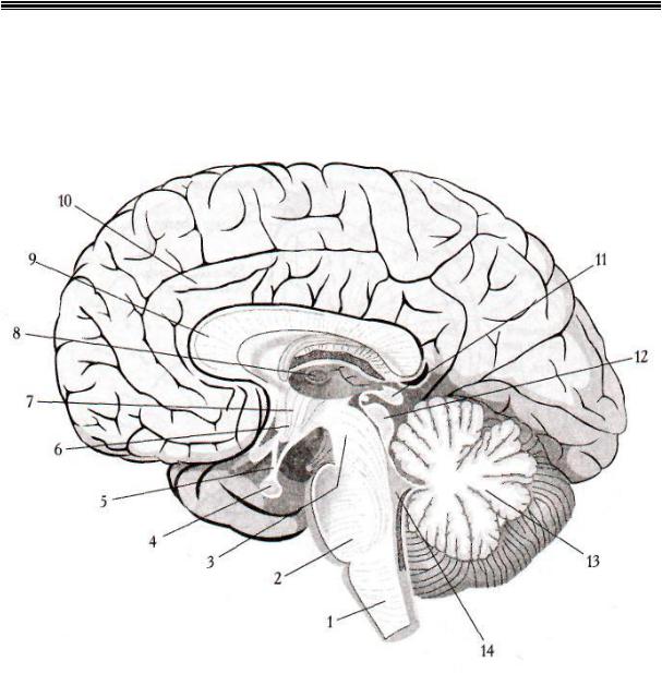 Медиальная поверхность мозга. Сагиттальный разрез головного мозга анатомия. Медиальная поверхность головного мозга анатомия. Сагиттальный разрез головного мозга (медиальная поверхность). Сагиттальный разрез головного мозга рисунок.