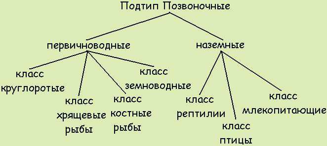 3 ПОДТИПА ХОРДОВЫХ photos