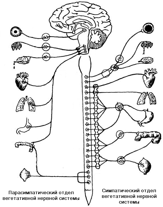 Симпатический и парасимпатический отделы схема