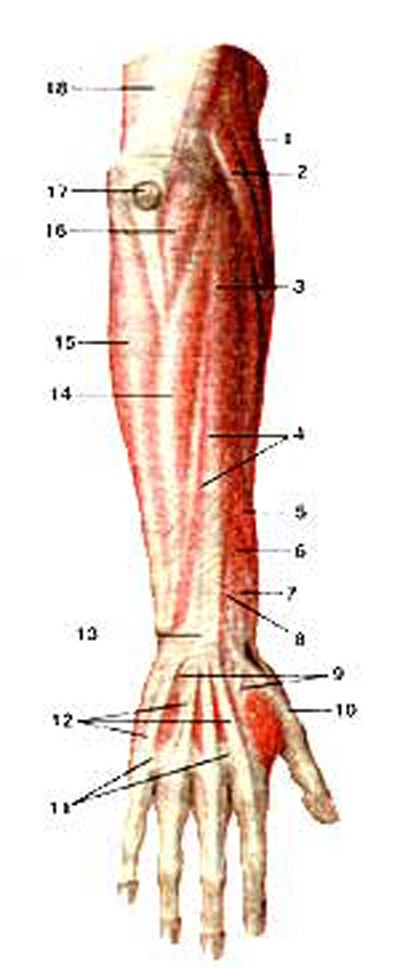 Мышцы предплечья задняя группа поверхностный слой