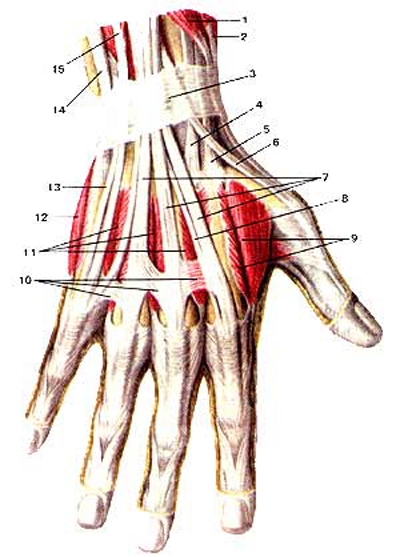 Длинная ладонная мышца фото