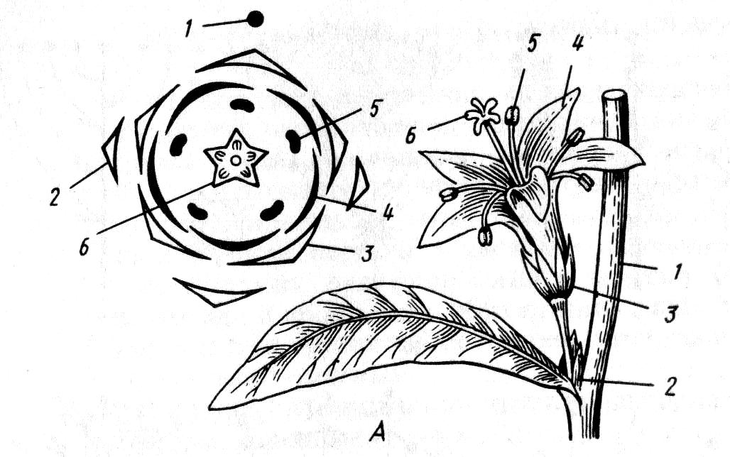 Сделайте подписи к рисунку строение цветка