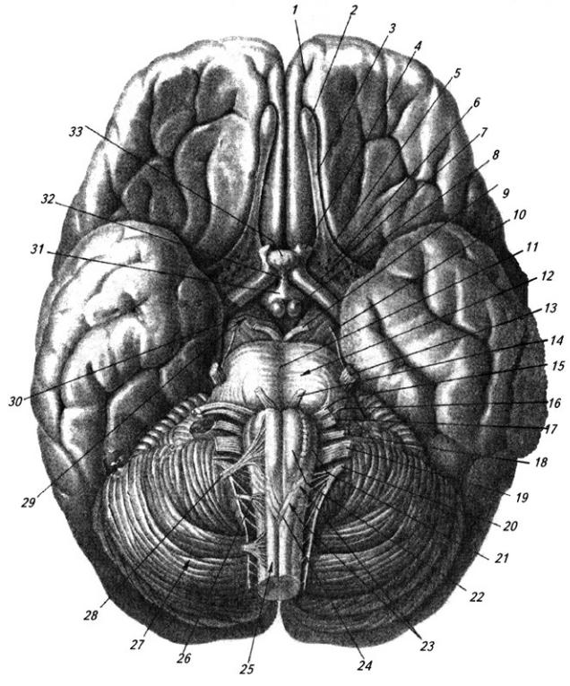 Виды мозга. Вентральная нижняя поверхность головного мозга. Строение головного мозга снизу. Мозг вид снизу Черепные нервы. Головной мозг вид снизу анатомия.
