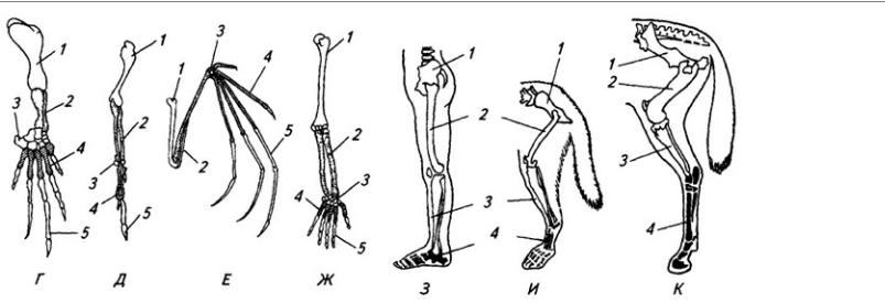 Функции скелета задних конечностей