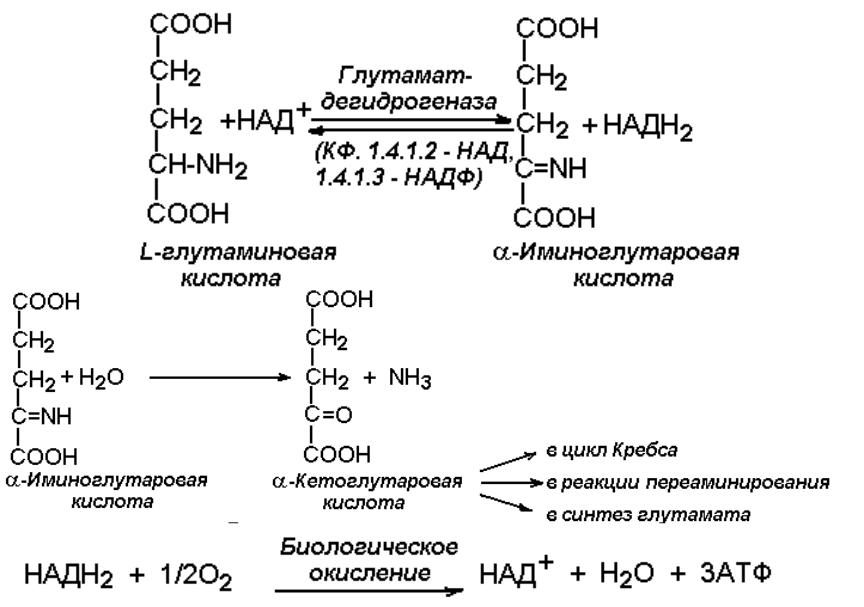 Глутаминовая кислота применение