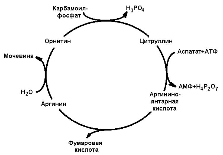 Орнитиновый цикл реакции. Цикл мочевины или орнитиновый цикл (цикл Кребса — Гензелейта). Орнитиновый цикл схема. Орнитиновый цикл синтеза мочевины. Схема орнитинового цикла биохимия.