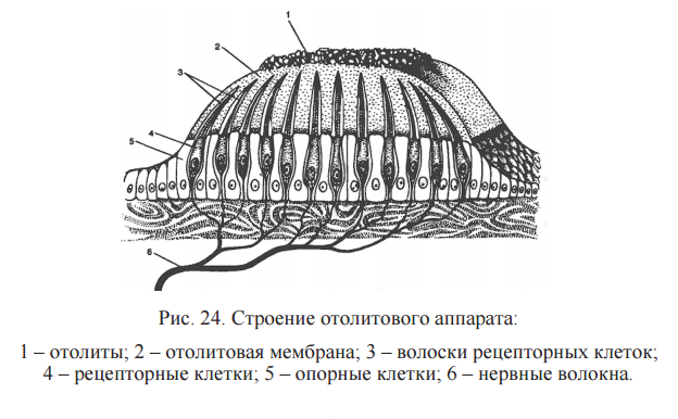 Схема строения макулы гистология