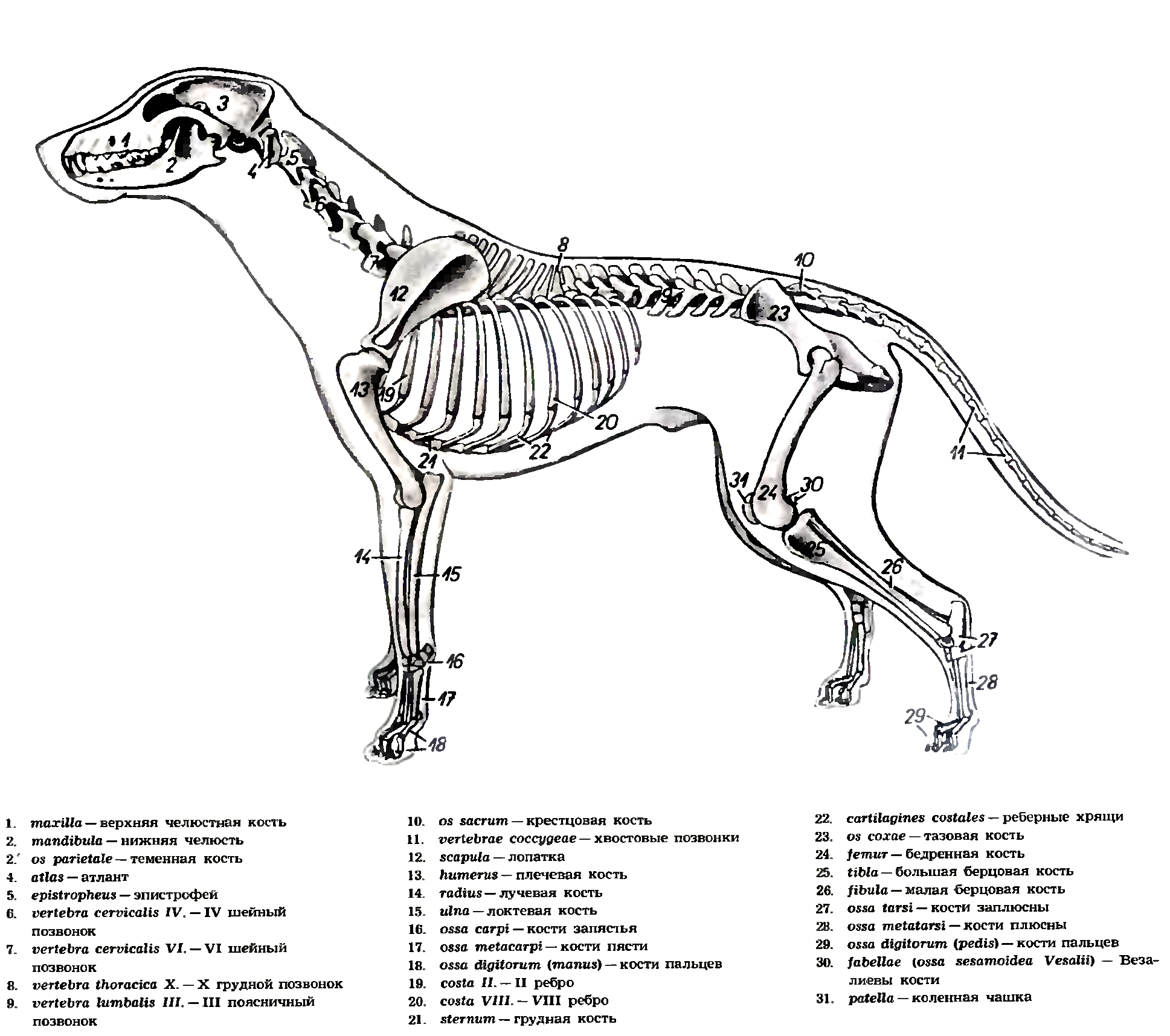 Скелет собаки спереди