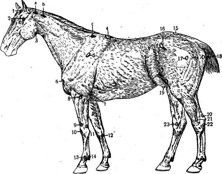 Направление шерсти. Лимфатические узлы лошади анатомия. Анатомия лошади лимфатическая система. Поверхностные лимфатические узлы лошади. Топография лимфатических узлов у лошади.