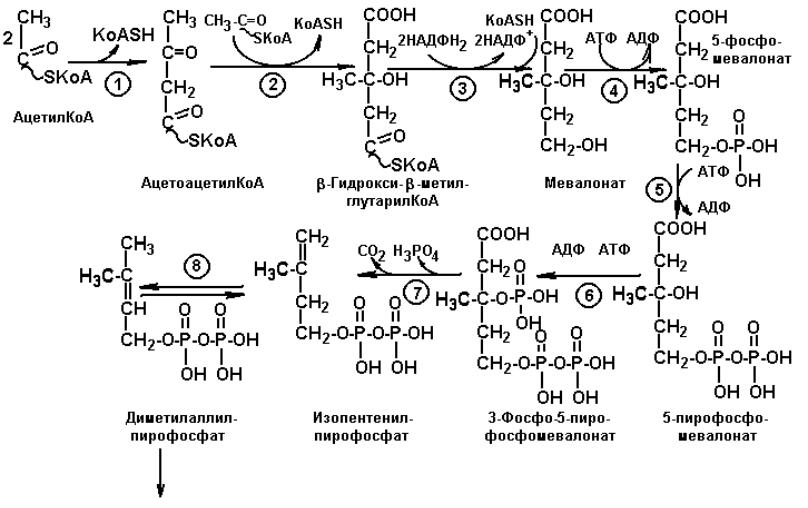 Биосинтез холестерина схема процесса