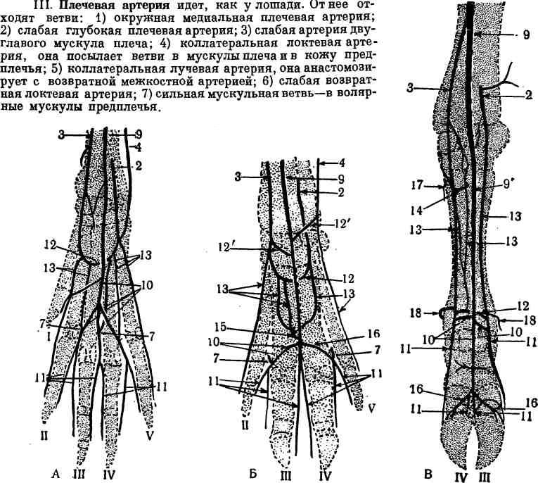 Артерии кисти схема - 98 фото