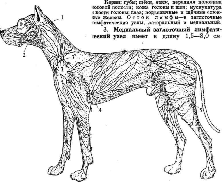 У собаки воспалились лимфоузлы. Лимфатическая система собаки схема. Анатомия собаки лимфатическая система. Лимфатическая система головы собаки. Лимфоузлы собаки анатомия.