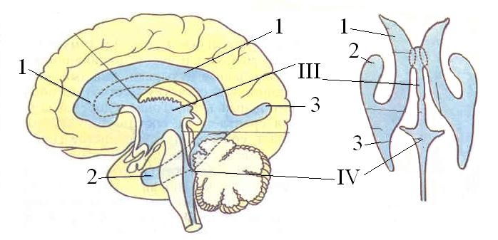 Полости мозга заполнены. Ликворная система головного мозга схема. 4 Желудочек головного мозга. Схема системы желудочков головного мозга. Желудочки головного мозга анатомия.