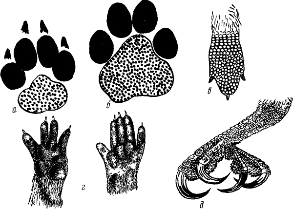 Следы разных животных картинки