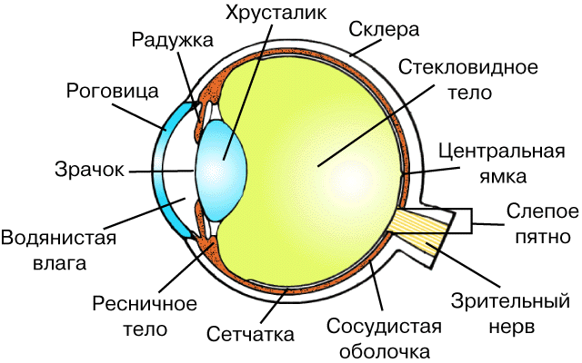 Механизмы зрительного восприятия сетчаткой глаза