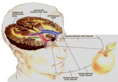 Механизмы зрительного восприятия сетчаткой глаза