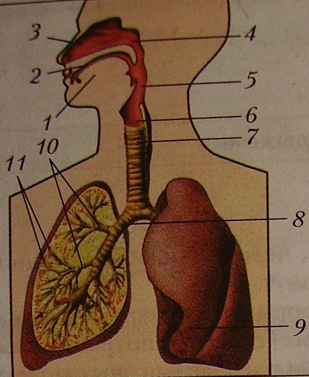 Биология 8 класс 21. Система органов дыхания 8 класс биология. Органы дыхательной системы 8 класс биология. Дыхательная система биология 8 класс. Биология 8 класс дыхание строение органов дыхания.