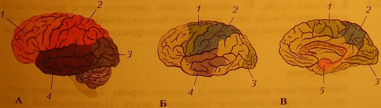 Кожно мышечная зона головного мозга. Вегетативные центра в коре больших полушарий. Палеокортекс архикортекс неокортекс.