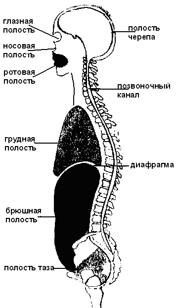 Какая полость тела у. Полости тела человека. Органы полости тела человека. Полости тела и черепа. Анатомия.части тела человека.полости тела.