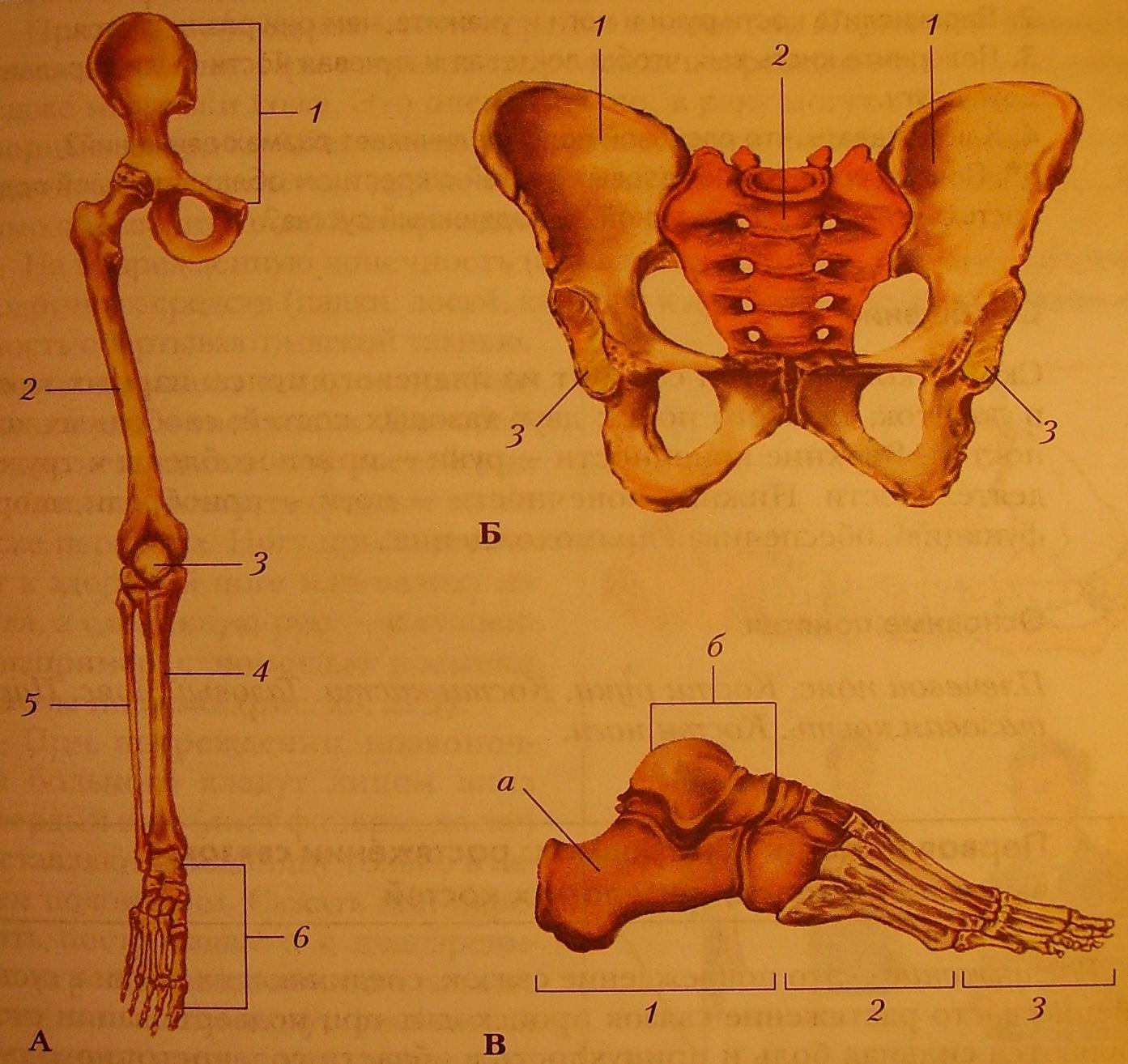 Тазовые кости скелета человека. Тазовая кость кости. Скелет нижней конечности кости нижней конечности тазовый пояс. Анатомия костей таза, бедренная кость. Скелет нижней конечности тазовая кость.