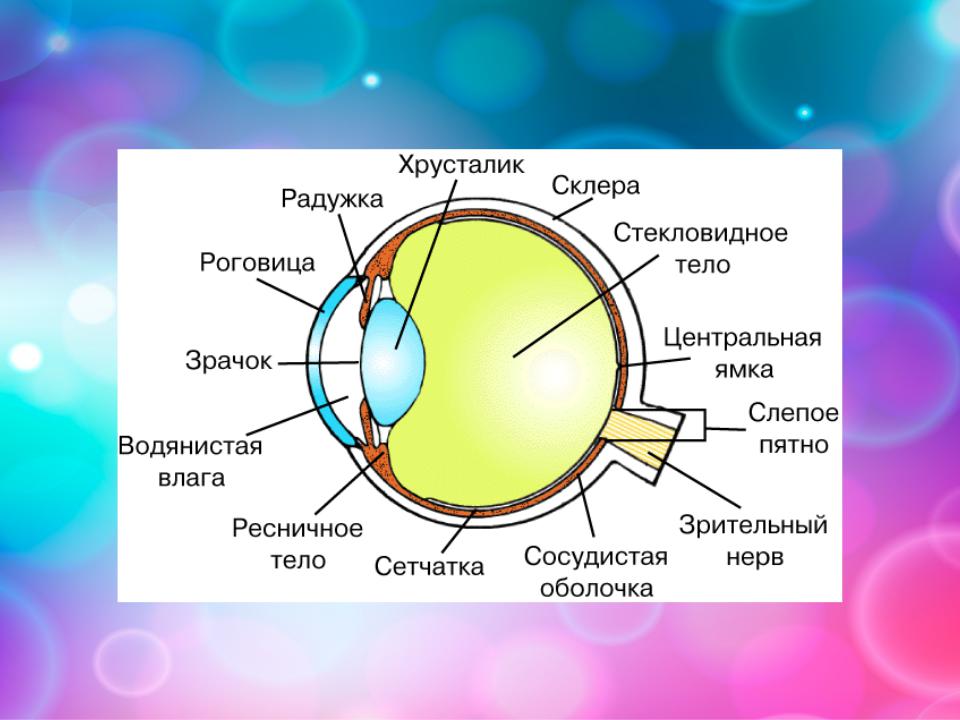 Тест по биологии зрение