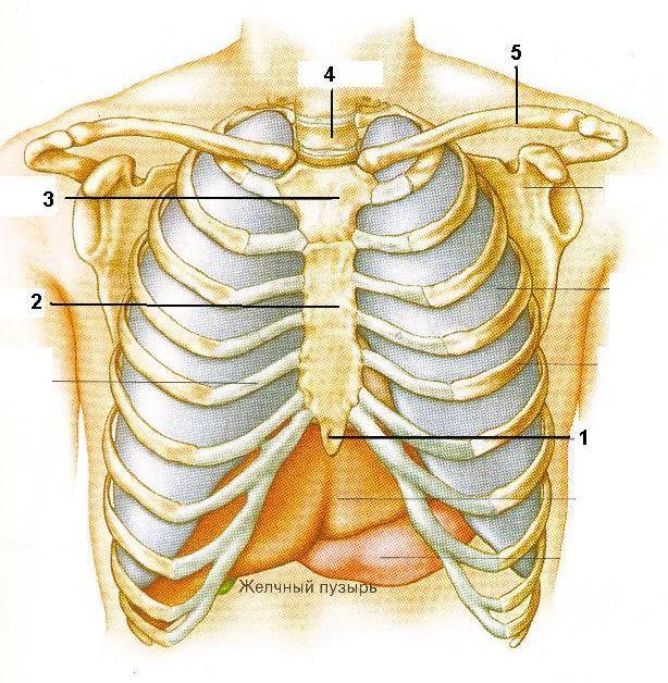Что находится снизу ребер. Скелет человека Грудина мечевидный отросток. Мечевидный отросток грудной клетки человека. Отросток между ребрами спереди. Шишка на грудной клетке спереди.