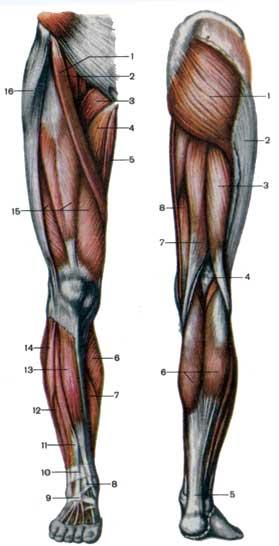 Мышцы нижних конечностей стопы. Строение мышц ноги спереди. Мышцы нижней конечности анатомия спереди. Строение мышц нижних конечностей.