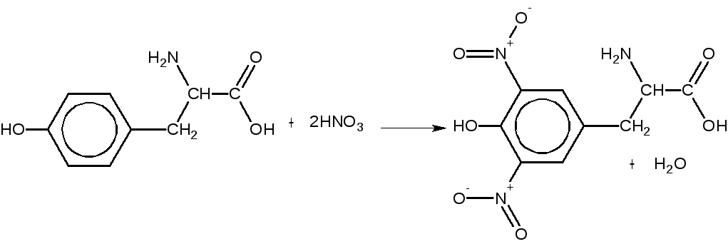Hno2 схема. Ксантопротеиновая реакция белков. Ксантопротеиновая реакция белка формула. Ксантопротеиновая реакция белков реакция. Санто протеиновая реакция белков.