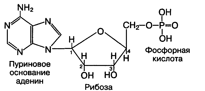 Аденин рибоза три остатка. Фосфор в нуклеиновых кислотах. Нуклеиновые кислоты биохимия. Углеводные компоненты: рибоза и дезоксирибоза.. Ортофосфорная кислота + рибоза.