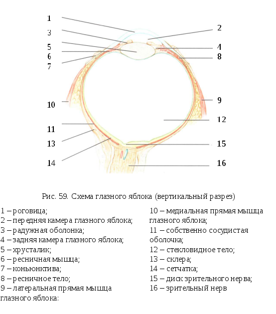 Схема слова глазной