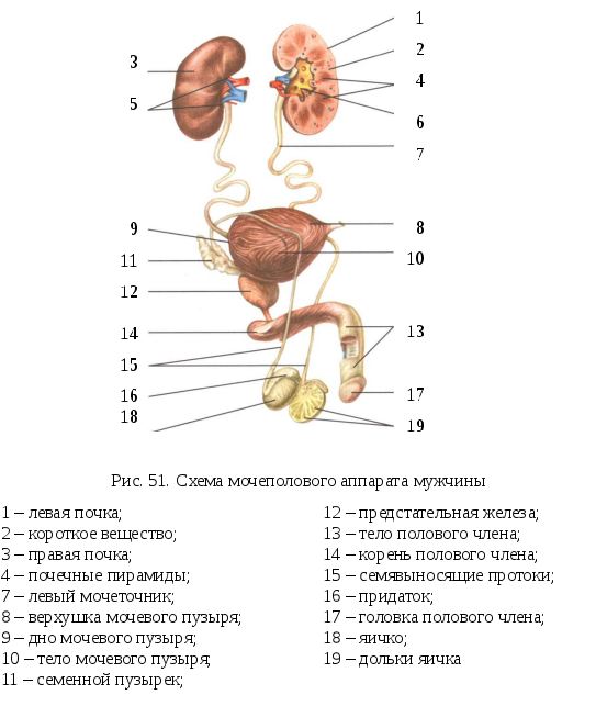 Половой орган у мужчины причины. Мочевая система анатомия схема. Строение мочеполовой системы схема. Мочевыделительная система анатомия человека схема. Мочеполовая система схема рисунок.