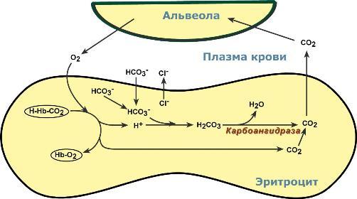 Гемоглобин кооперативное взаимодействие субъединиц