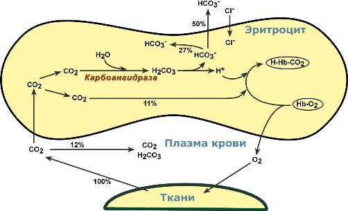 Гемоглобин кооперативное взаимодействие субъединиц
