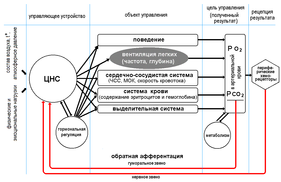 Функциональная система газового гомеостаза организма. Анализ ее  периферических и центральных механизмов