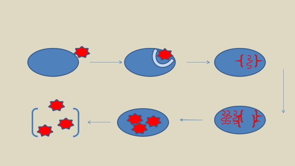 Этапы взаимодействия с клеткой