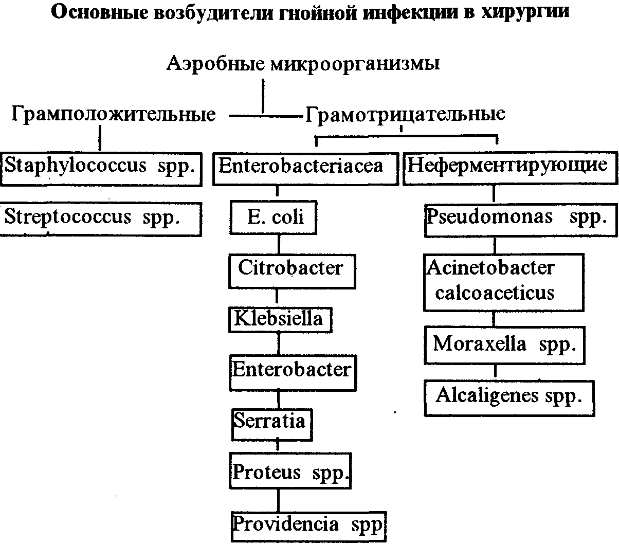 Возбудители гнойных заболеваний Возбудители гнойных заболеваний
