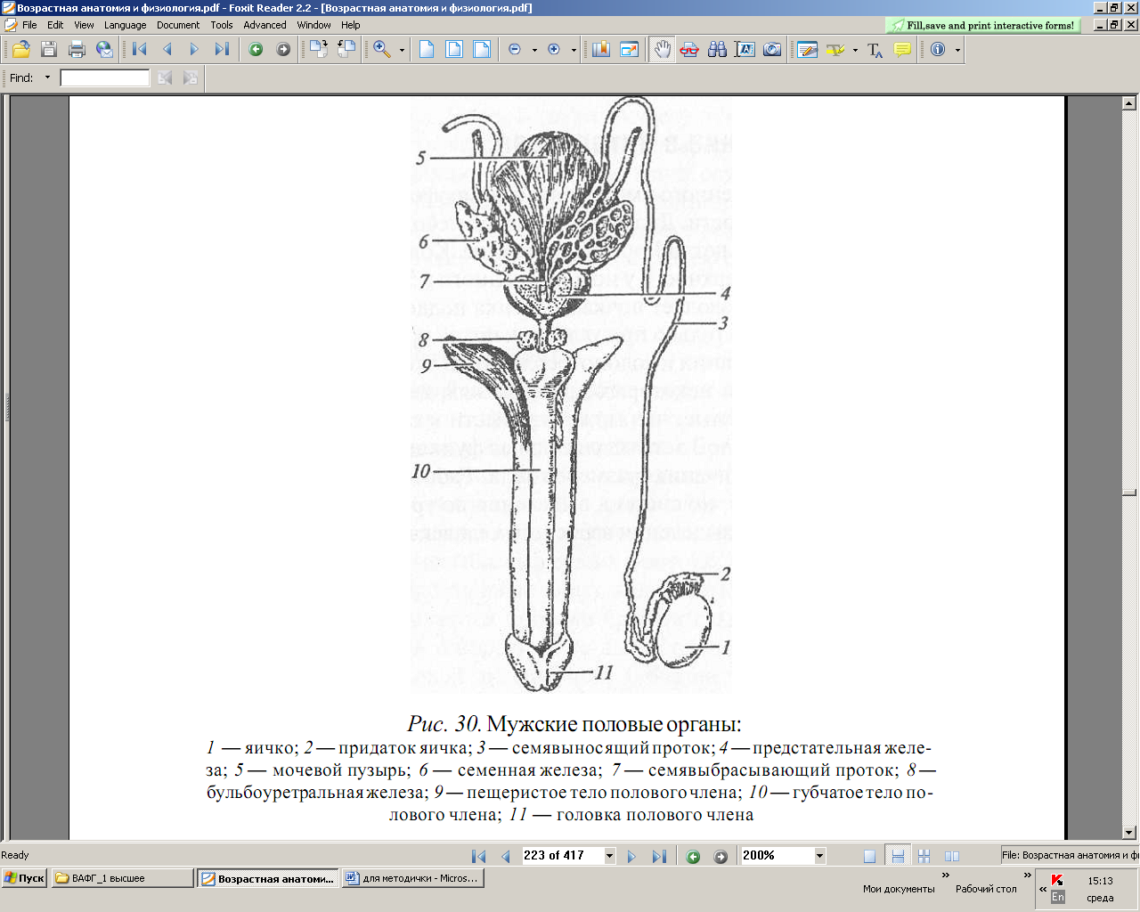 Половая система человека биология 8 класс. Строение мужской репродуктивной системы анатомия. Схема строения репродуктивной системы. Строение женской репродуктивной системы анатомия. Женская репродуктивная система анатомия половых органов.