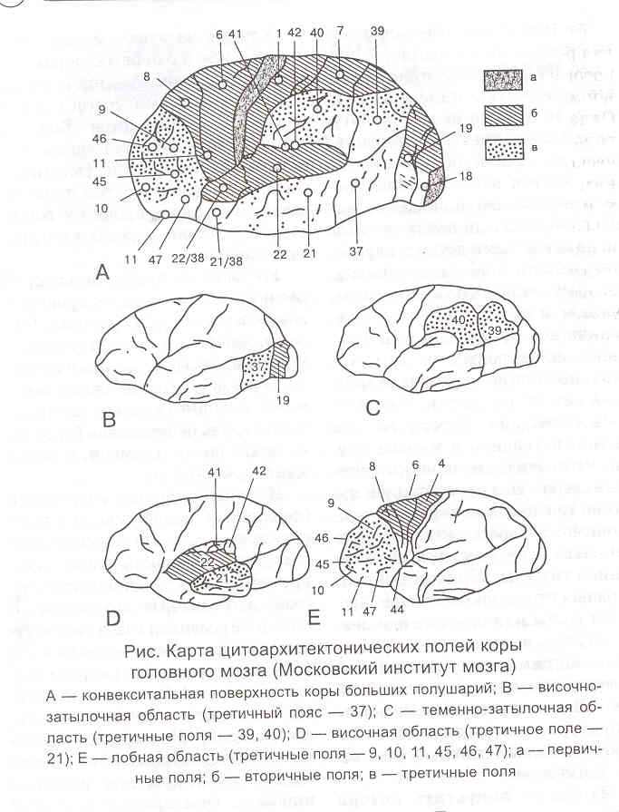 Карта бродмана с нумерацией