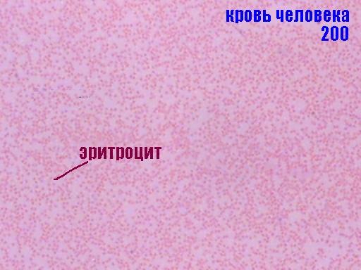 Рассматривание под микроскопом клетки крови лягушки